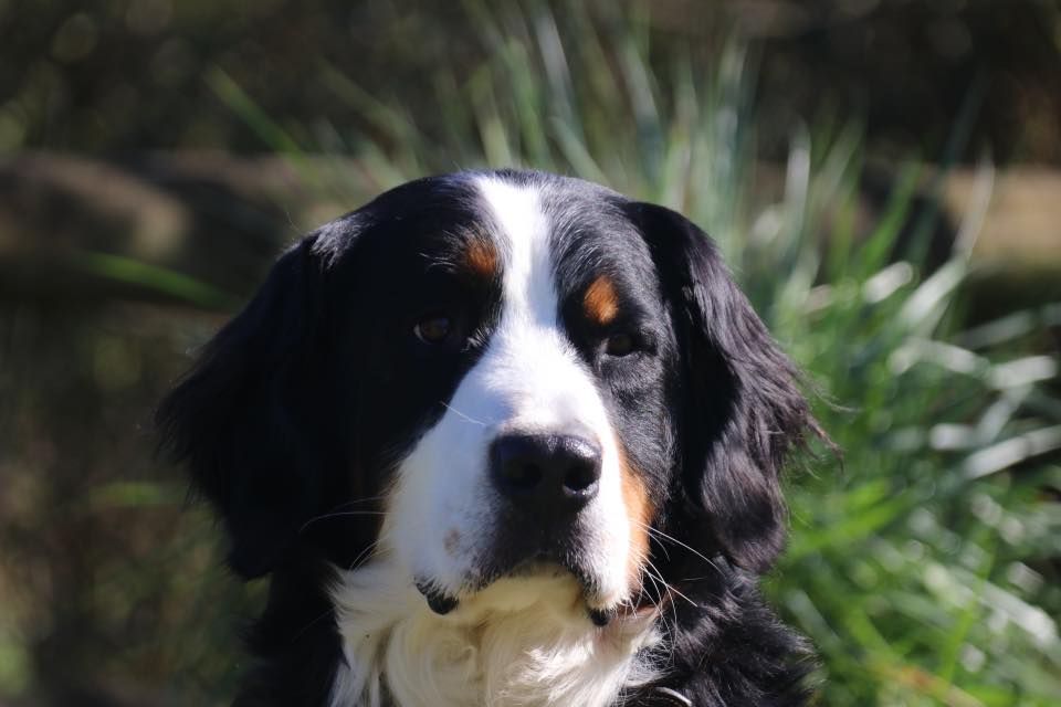 Tessa (Sans Affixe)