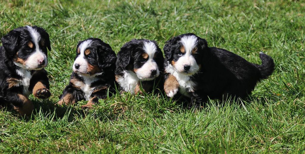 Chiot Bouvier Bernois Camille Maillard